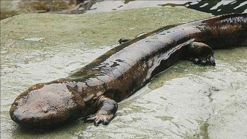 什么动物的叫声好像孩子哭声