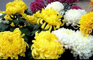 礻偏旁的字有哪些与什么有关，礻偏旁的字有哪些组词