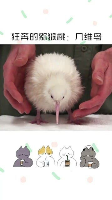 不会飞的鸟图片，不会飞的鸟作文300字三年级