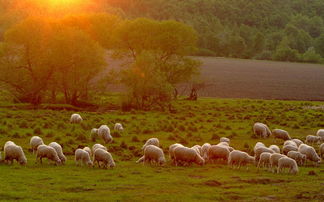 四园乐其四表达了诗人怎样的情感?