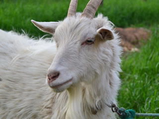 梦到羊是什么意思 梦到羊代表什么