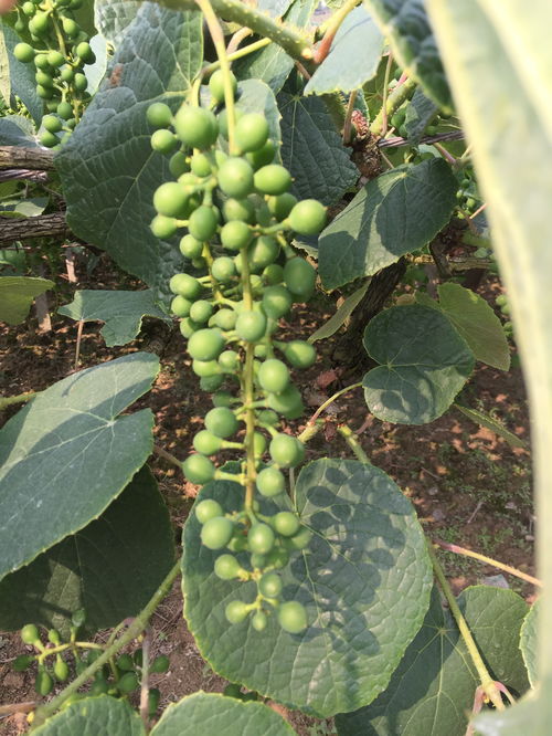 坐果期是什么意思，坐果灵正确的使用方法