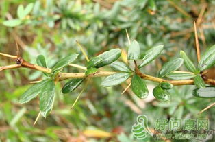 三颗针和十大功劳哪个好