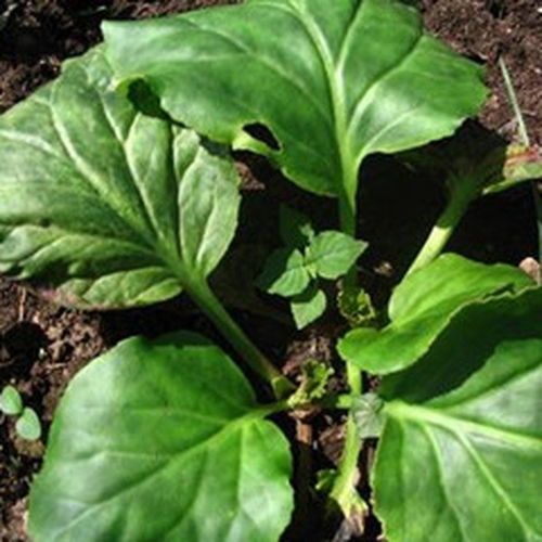 盘龙七片怎么样 功效作用有哪些