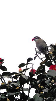 孤鸟小说全文免费阅读，孤鸟的作用和功效