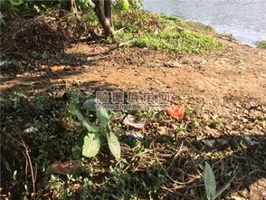 癞痢的意思癞痢的意思是什么