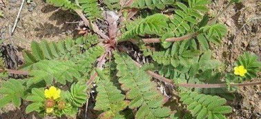 翻白草彻底根治血糖高，翻白草的别名