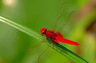 抖音叮叮猫整容了吗