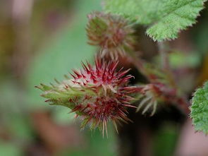 花萼是什么意思aa a是什么意思，花萼钟状是什么意思