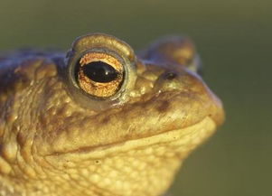 蜍蟾怎么读音，蜍笔画