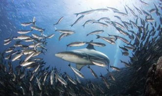 积聚的意思是什么的近义词，积聚的意思相近的词语