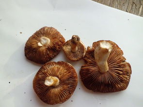 小鸡炖蘑菇是什么意思，梦见好多蘑菇是什么意思