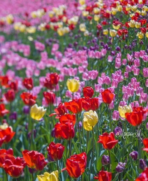 群芳争艳下一句，齐白石:群芳争艳