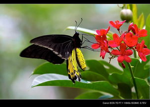 蝴_的读音蝴_的读音是什么