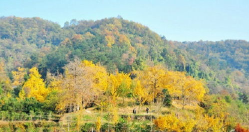 安陆天气预报30天精确，安陆天气预报30天查询结果