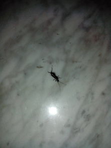 虫加见念什么意思，蛏子怎么读